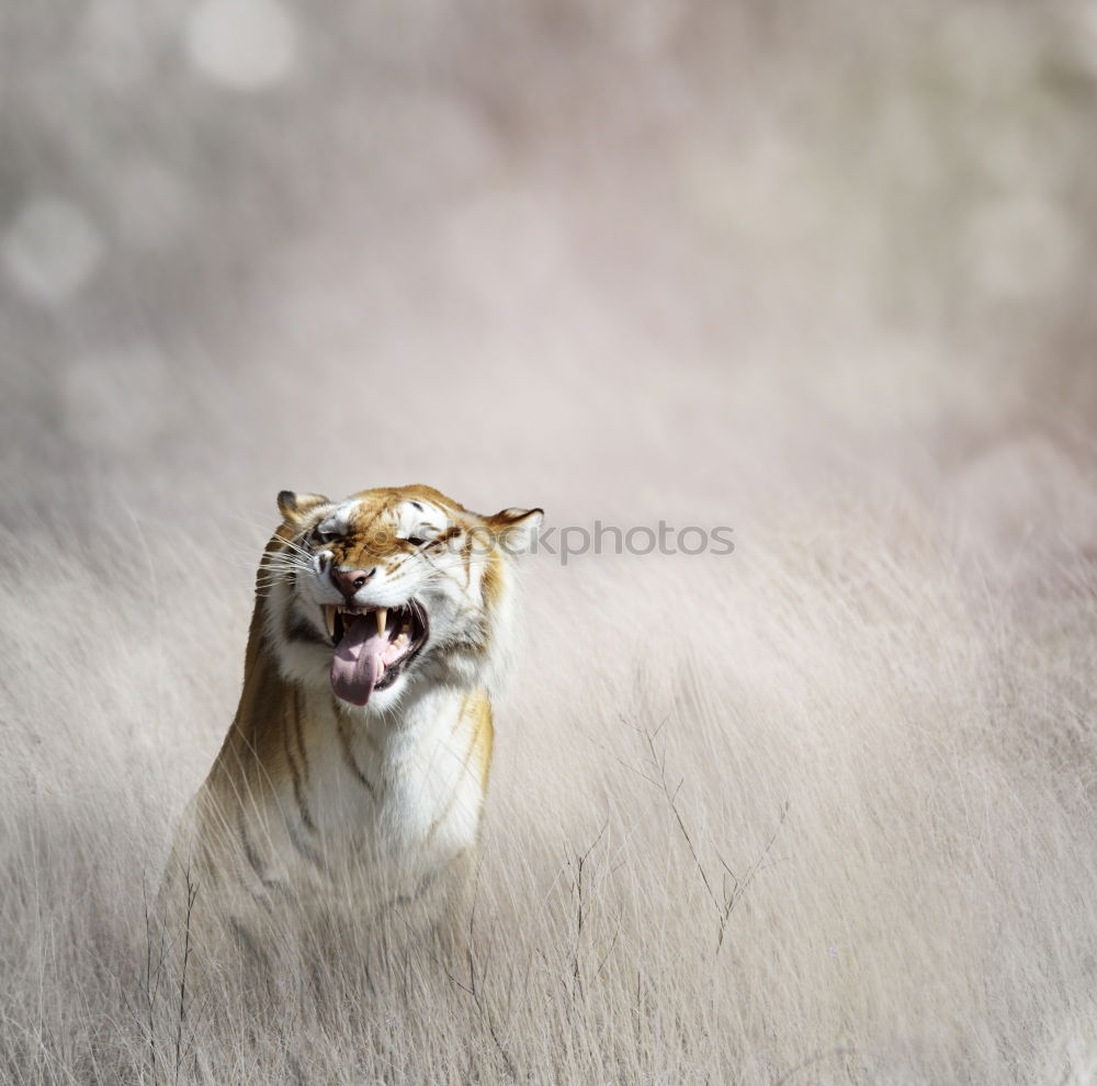 Similar – Image, Stock Photo fawn Nature Grass Meadow