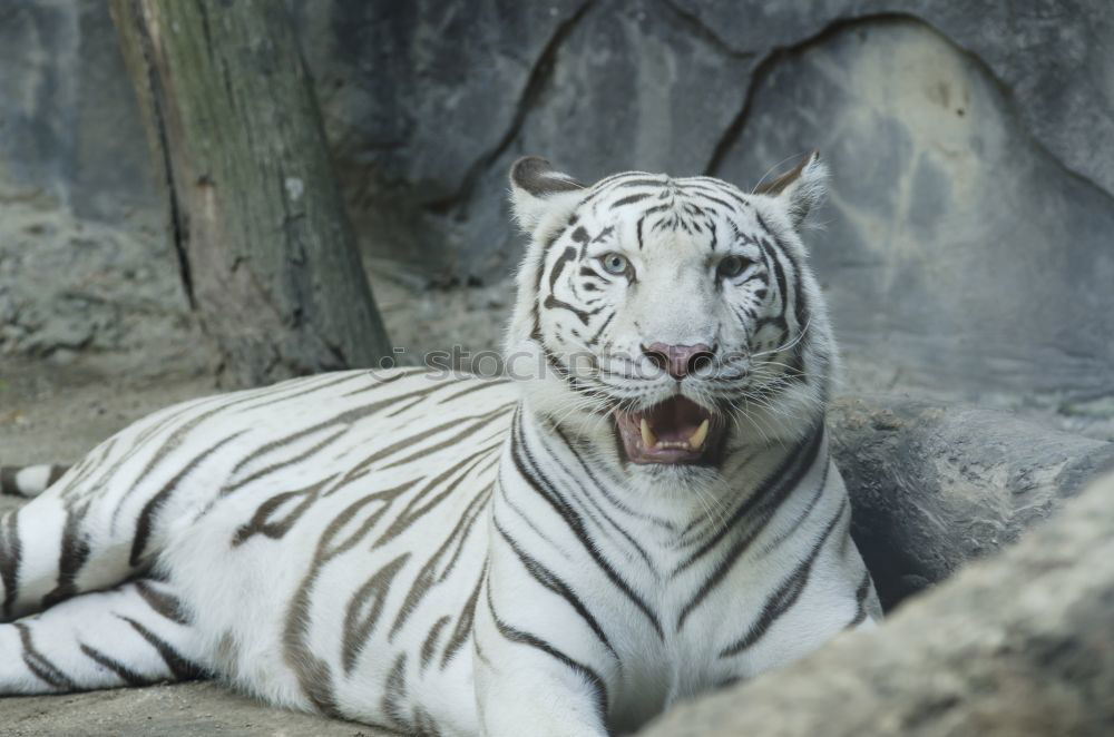 Similar – Image, Stock Photo Total Relax Animal