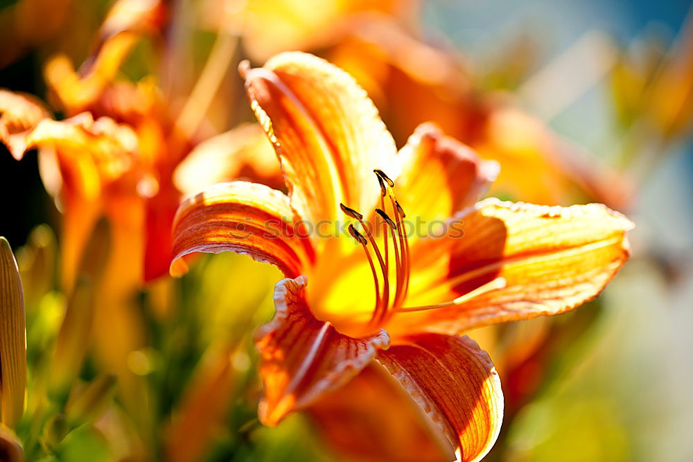 Similar – Red flowers Natur Sommer