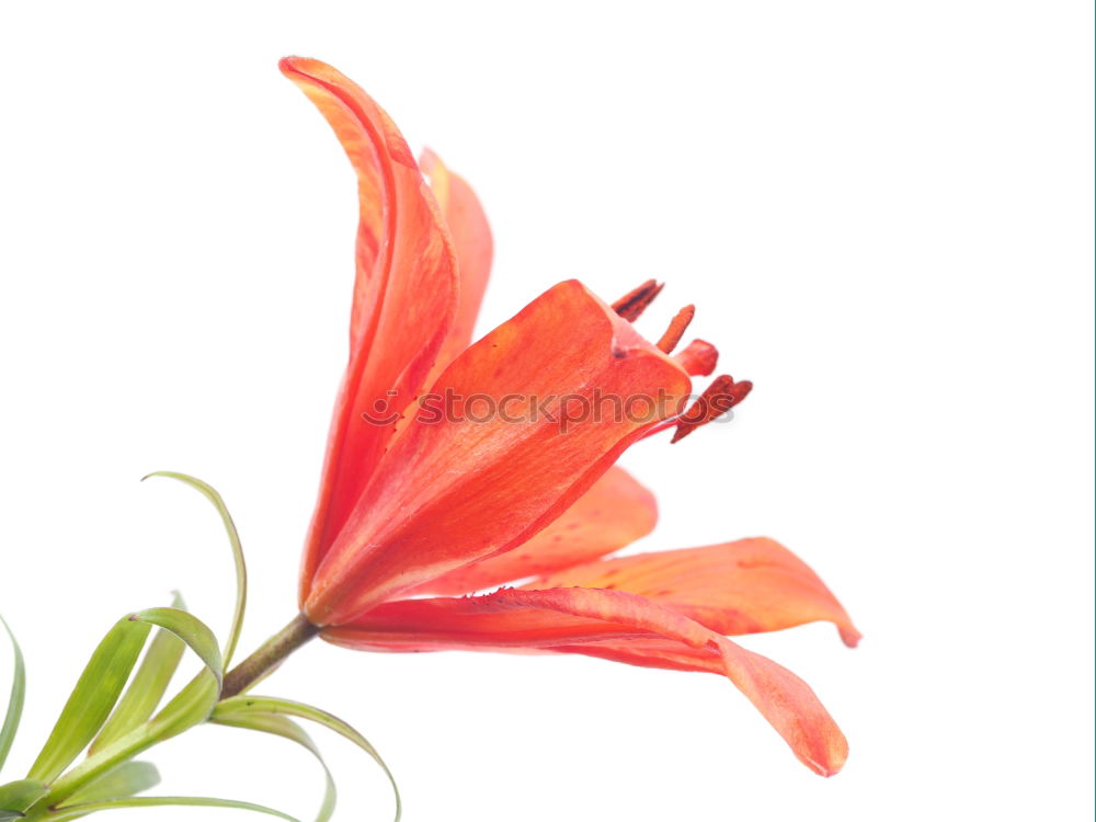 Image, Stock Photo pink flower of Billbergia