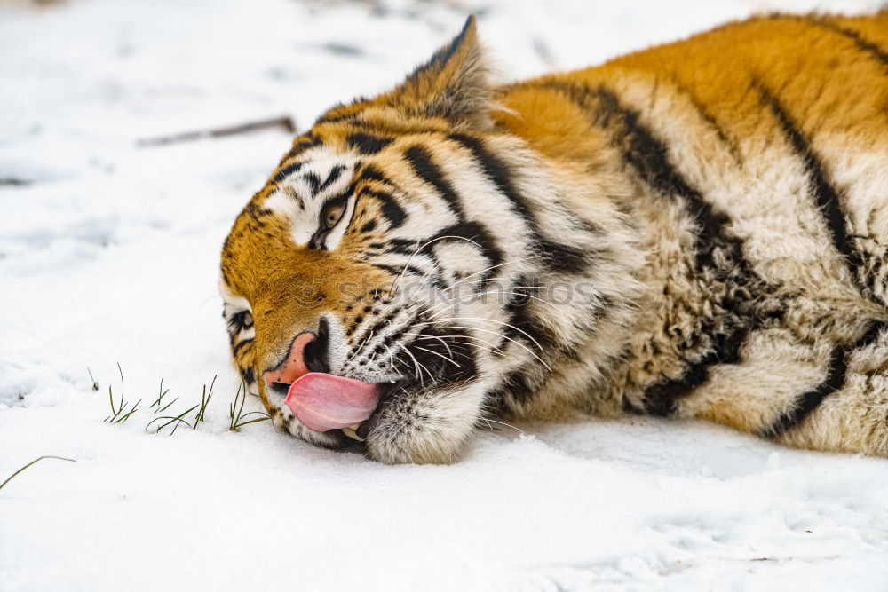 Similar – High angle view of tiger walking on snow