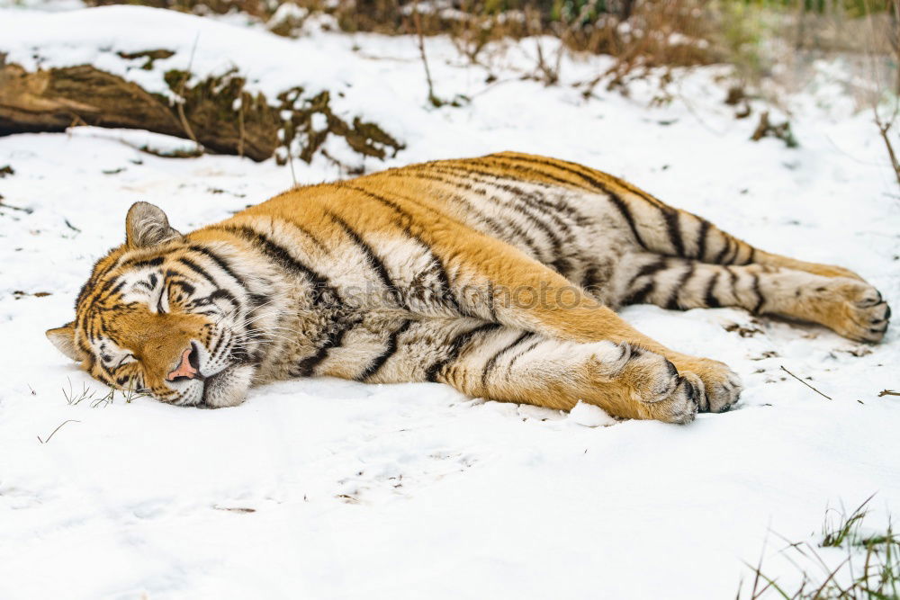 Similar – High angle view of tiger walking on snow