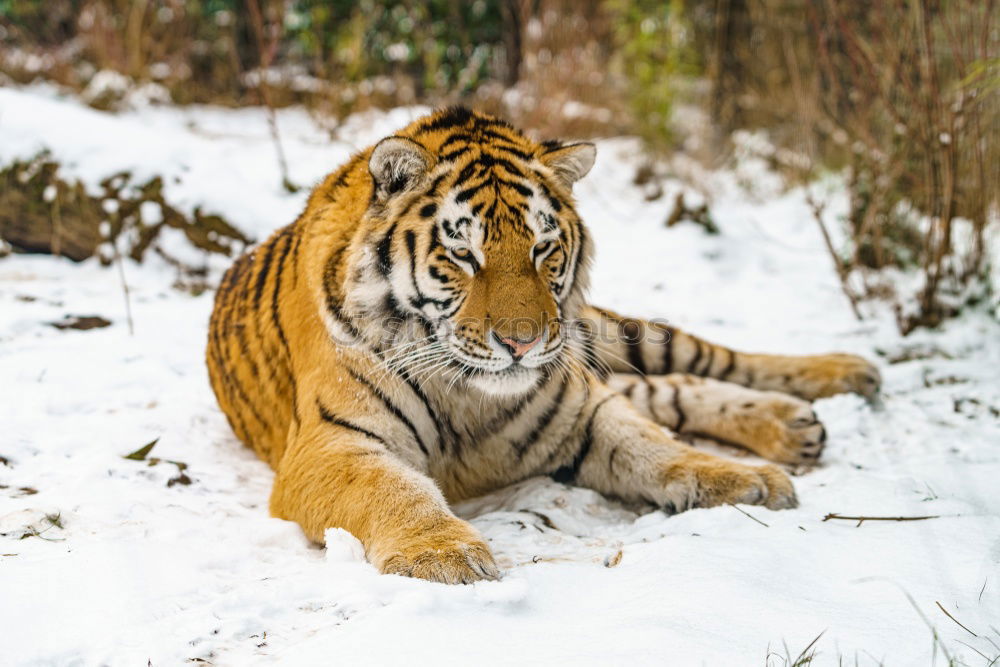 Similar – High angle view of tiger walking on snow