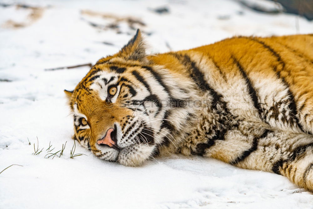 Similar – High angle view of tiger walking on snow