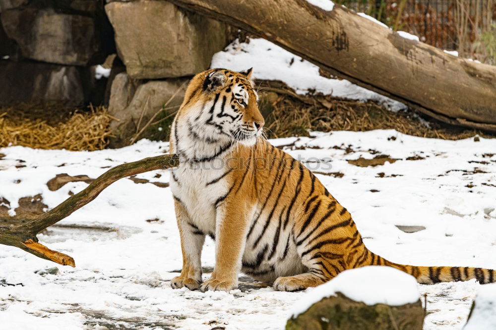 Similar – Image, Stock Photo Total Relax Animal