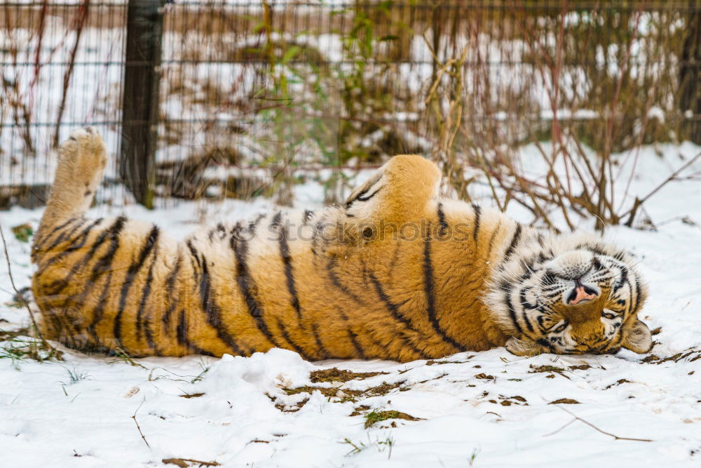 Similar – High angle view of tiger walking on snow