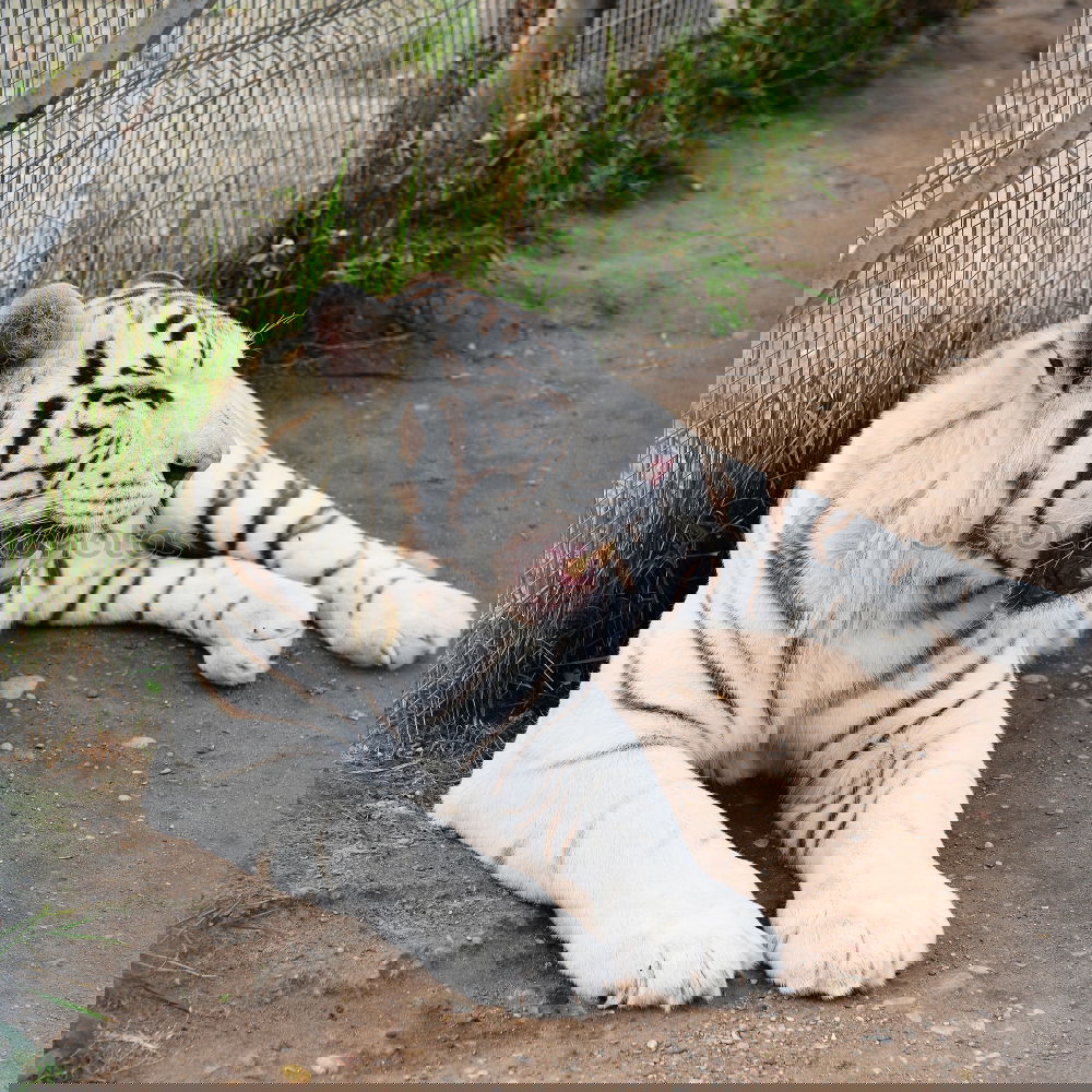 Similar – Image, Stock Photo Total Relax Animal