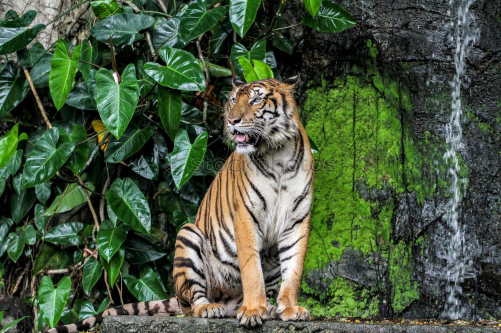 Similar – Close up side profile portrait of one young Siberian tiger