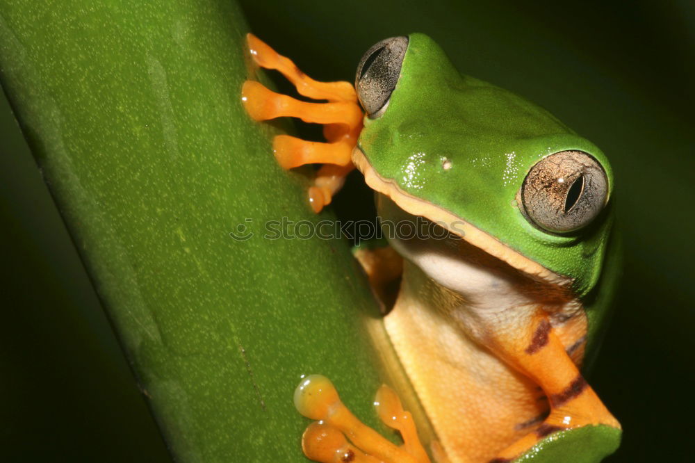 Similar – Growing up: Grass frog (Rana temporaria)