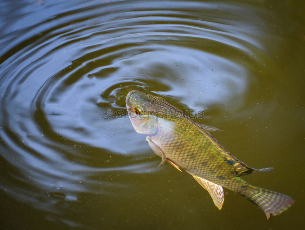 Similar – Fish caught Hand Fingers