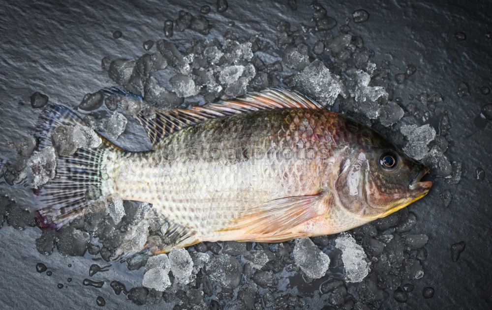 Similar – Fresh fish carp in a black frying pan