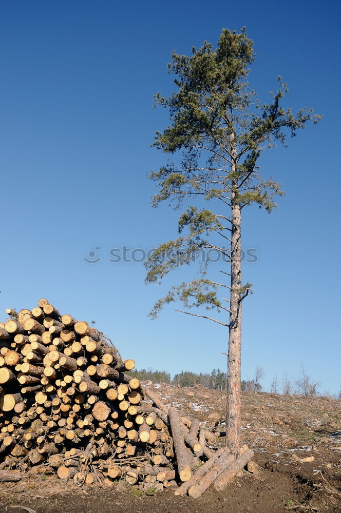 Similar – Image, Stock Photo forester’s examination