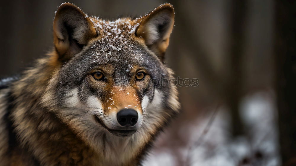 Image, Stock Photo inquisitiveness Wolf Snout