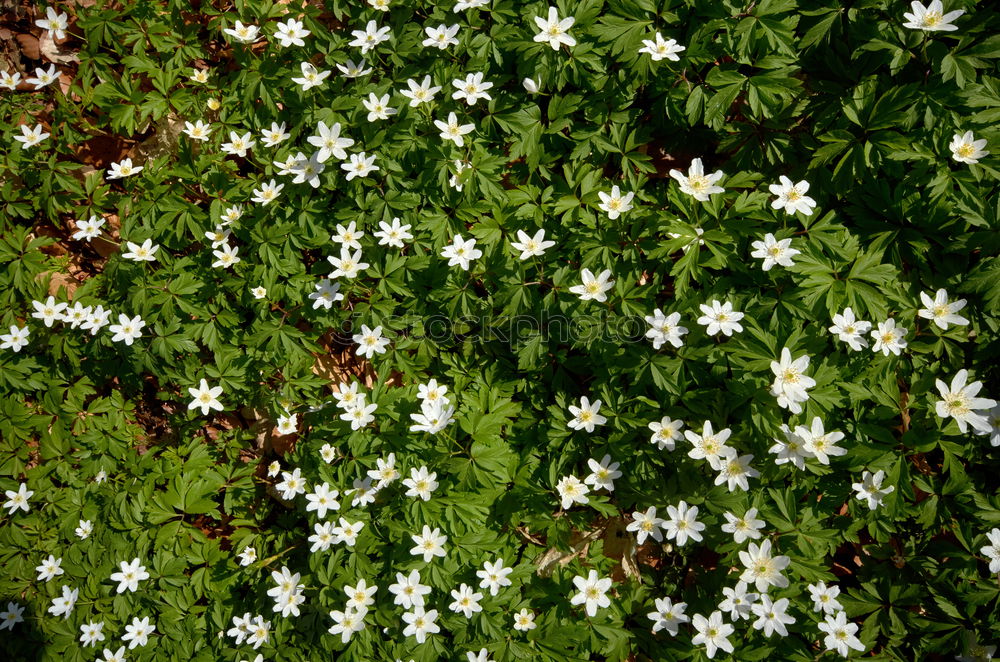 Similar – Image, Stock Photo Nest in the bush (anemone)