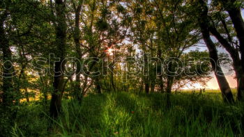 Similar – Image, Stock Photo Forest in autumn