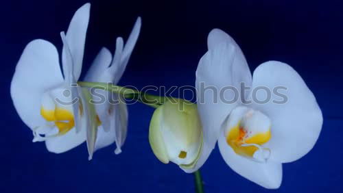 Similar – three flowering snowdrops against a dark background