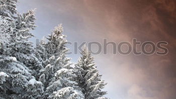 Similar – Image, Stock Photo Merry Christmas! Wintry fir trees rise into a sky with clouds. Right in the middle is a blue hole