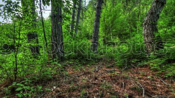 Similar – Image, Stock Photo autumn forest Environment