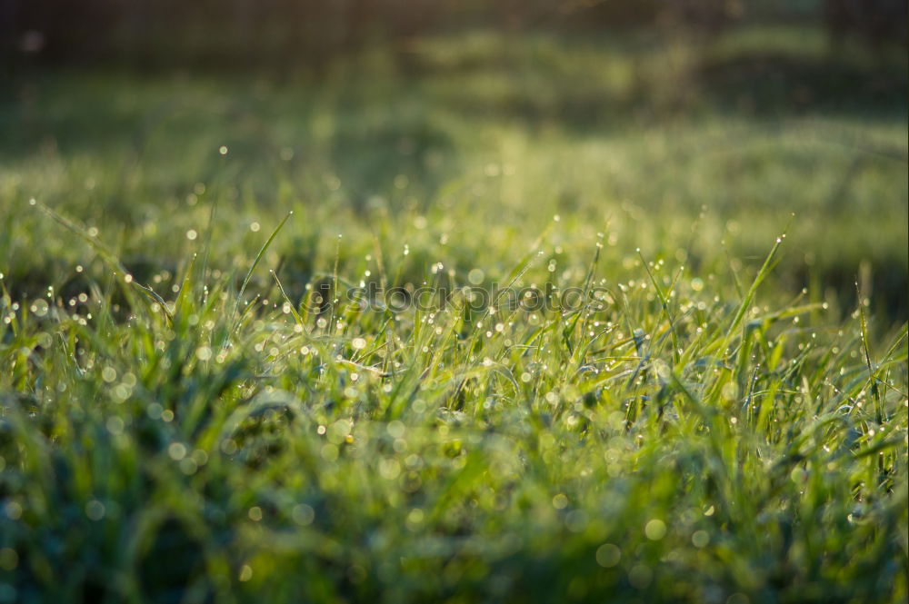 Similar – Image, Stock Photo lawn edge Exterior shot