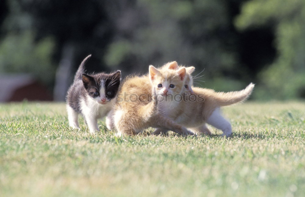 Similar – Image, Stock Photo happy three cats Animal