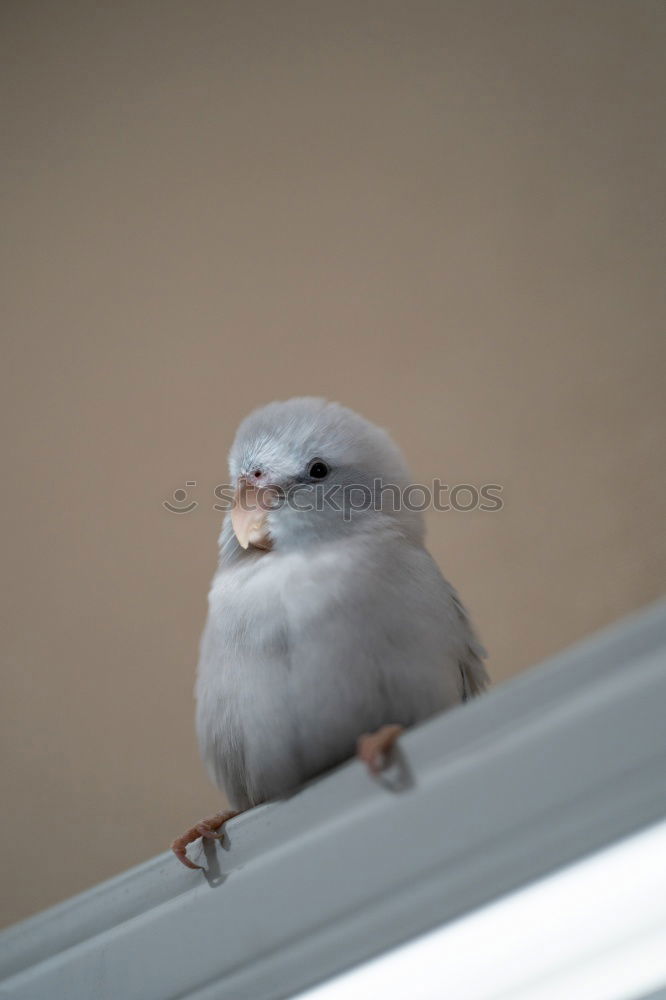 Similar – The dove on the hot tin roof