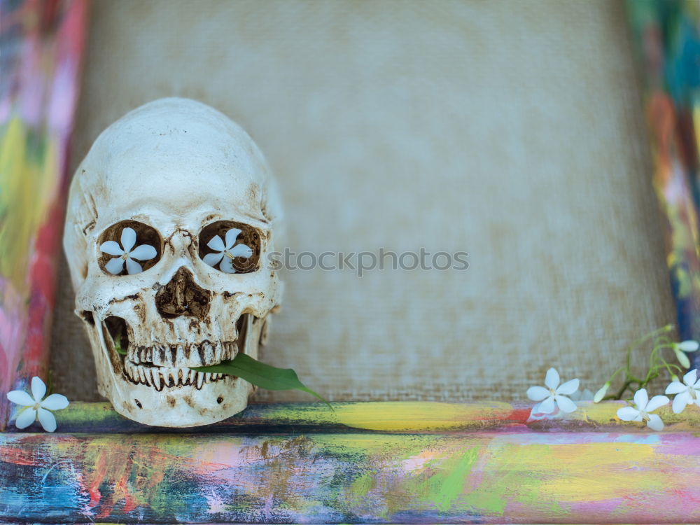 Similar – Image, Stock Photo Wild animal skull over an old window