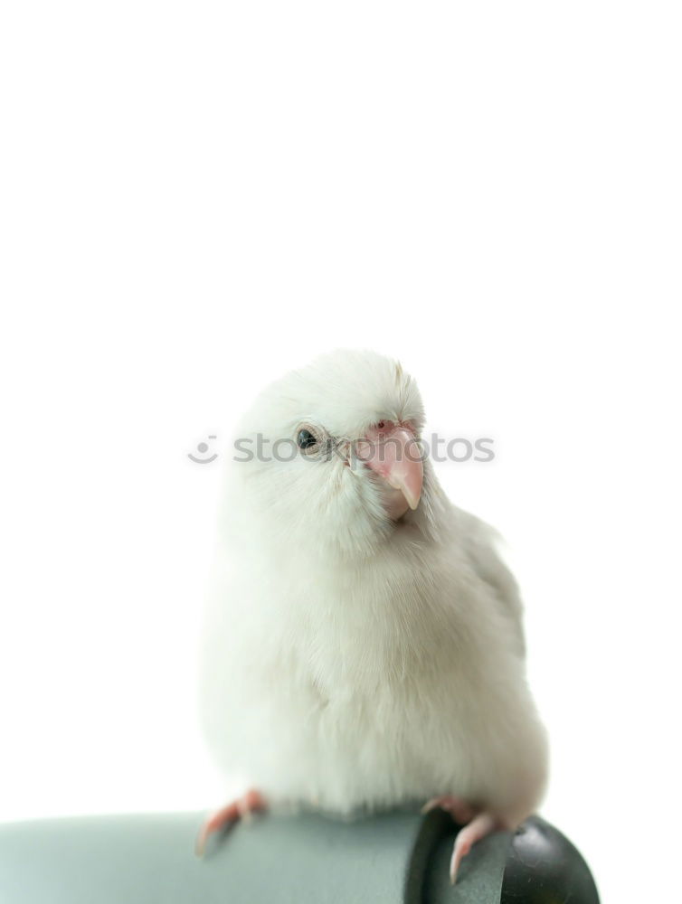 Similar – Image, Stock Photo holiday sparrow Footbridge