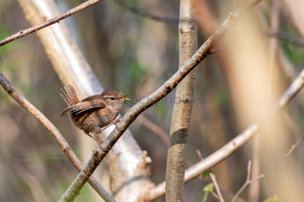 Similar – Image, Stock Photo Nuthatch with food at the nest box. In this particular case, a queen ant is brought into the nest box of the nuthatch family and suffers a gruesome fate.