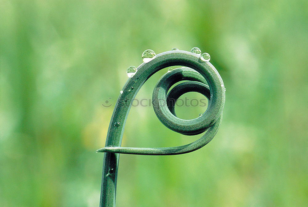 Image, Stock Photo snail Environment Animal