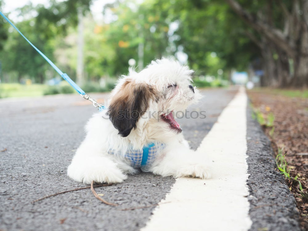 Similar – Süßer flauschiger Hund auf der Straße