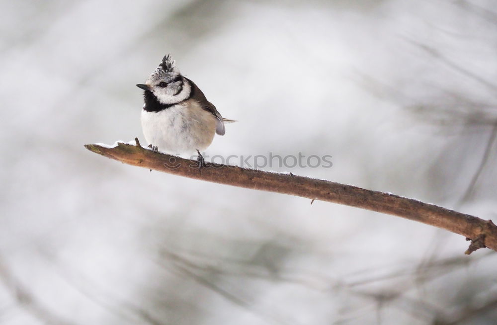 Similar – Puffed Tit Nature Animal