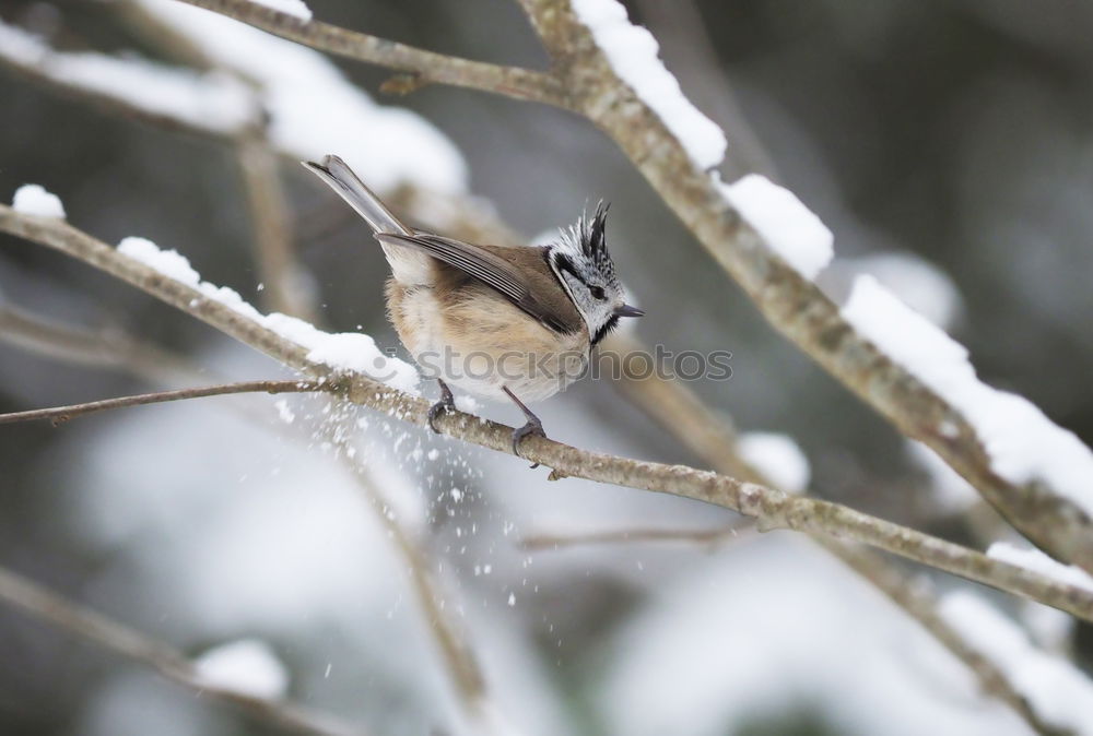 Similar – Blackbird in the snow