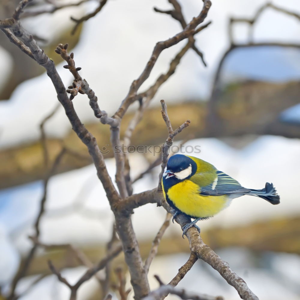 Similar – Blue tit in the evening sun