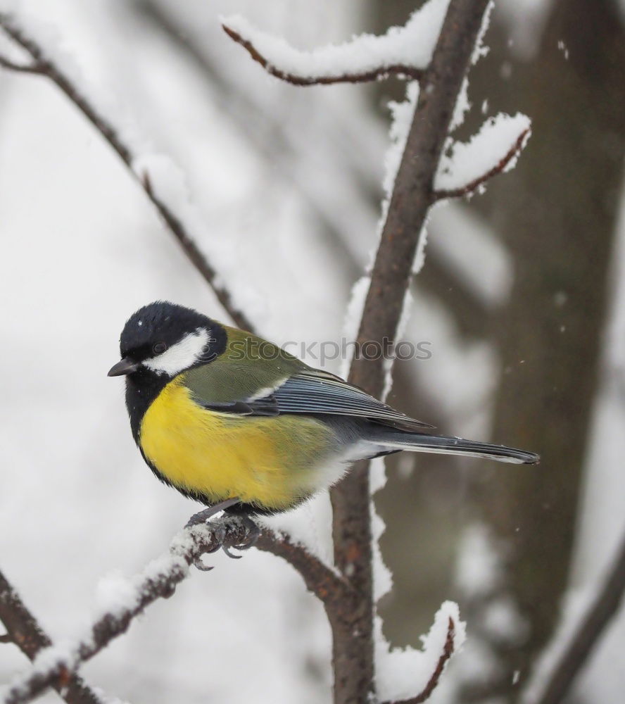 Blue tit in the evening sun