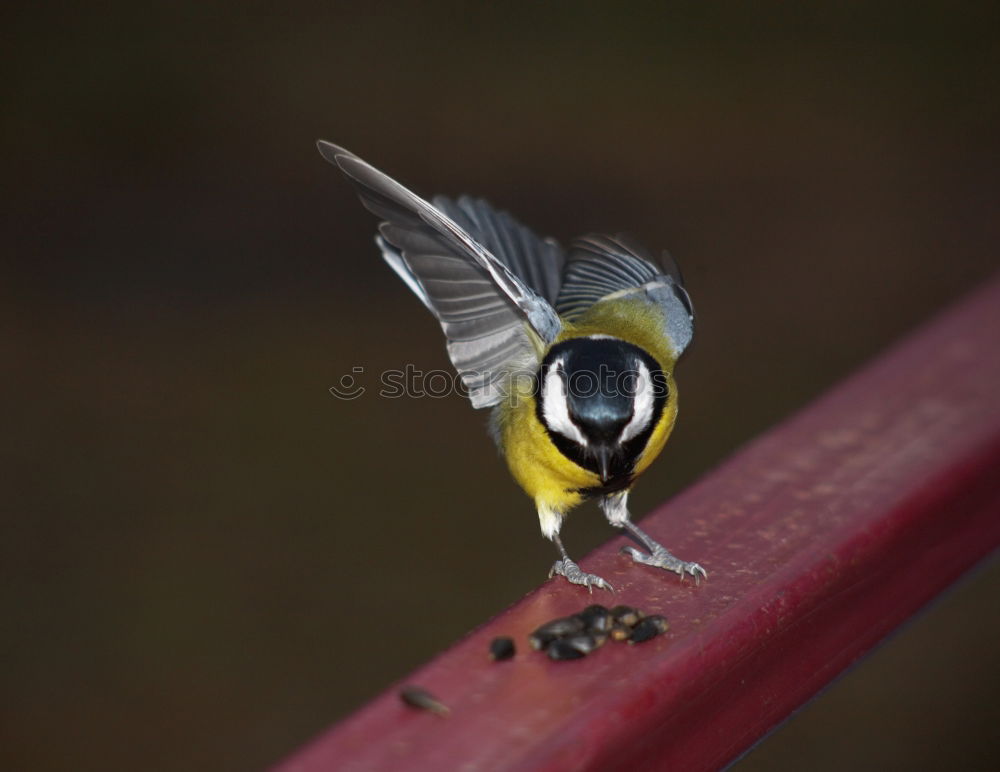 Similar – Angriffsvogel Meisen