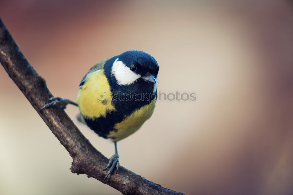 Similar – Image, Stock Photo Blue tit on a branch