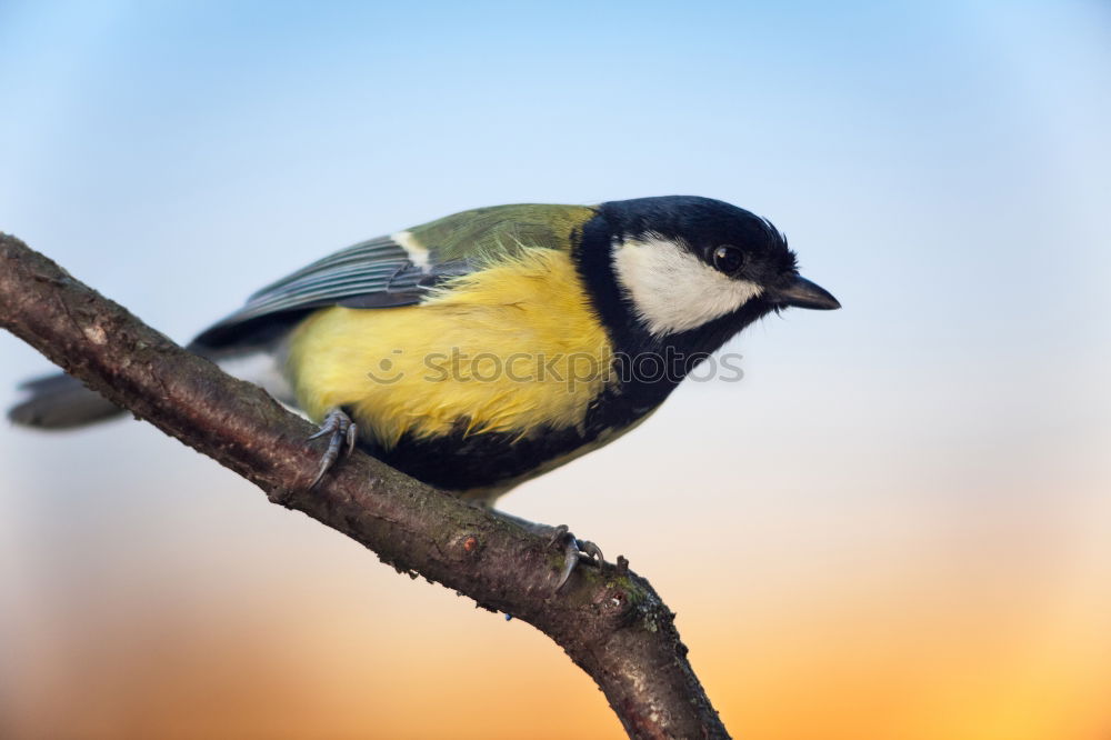 Image, Stock Photo Blue tit on a branch