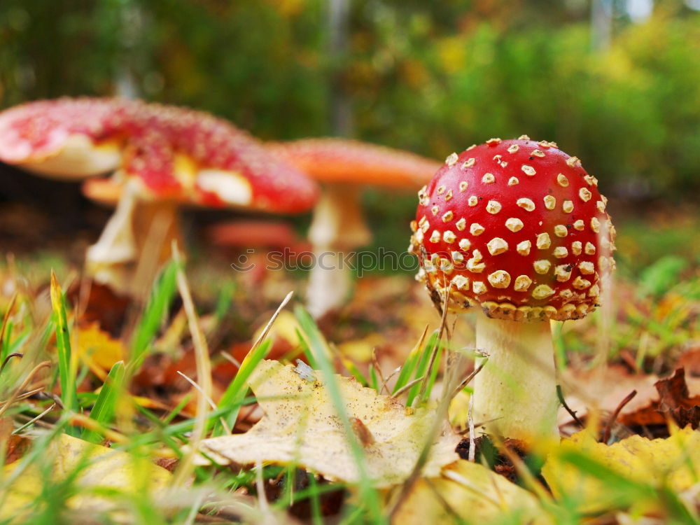 Similar – three toadstools