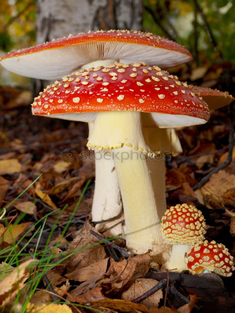 Similar – Foto Bild Amanita Muscaria