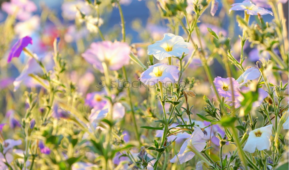 Similar – Image, Stock Photo cornflower blue. Grain