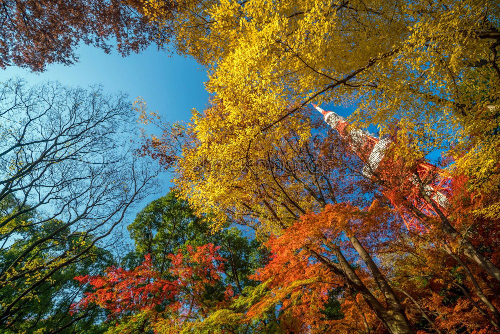 autumn foliage Life