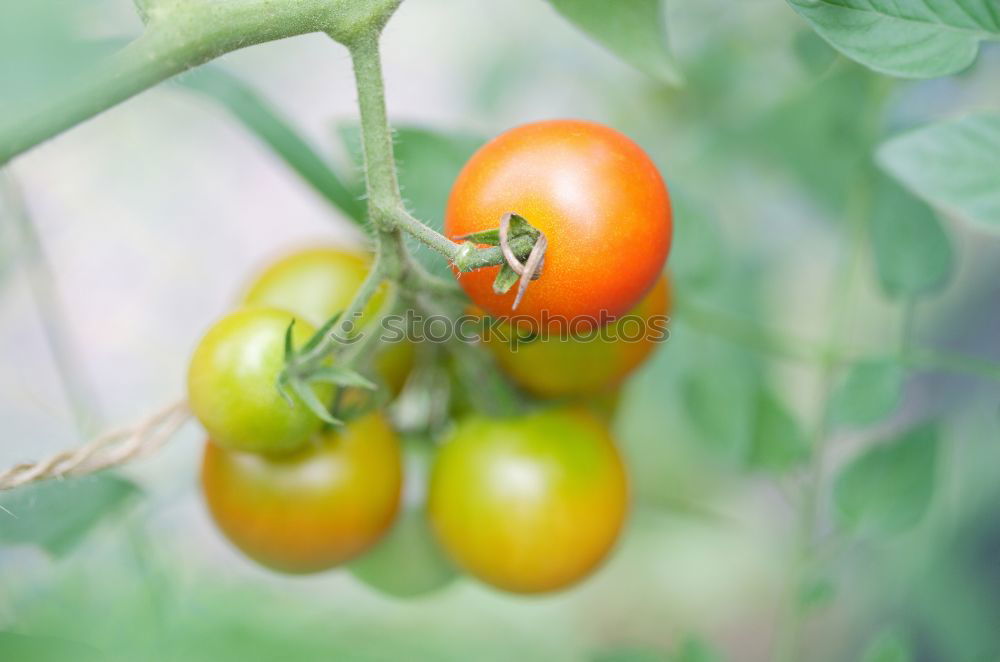 Similar – wax tomato Food Vegetable