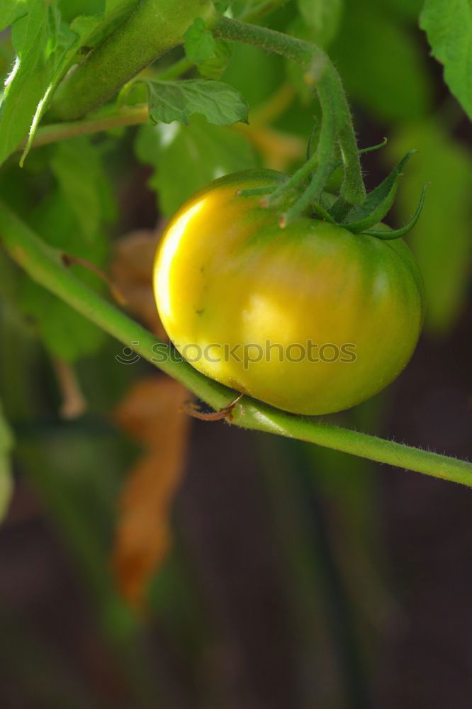 Similar – Tomate gesund Gewächshaus