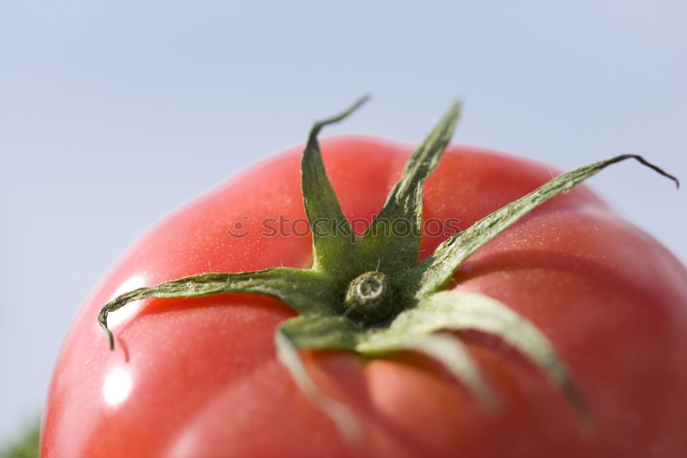 tomato Red Healthy Tomato