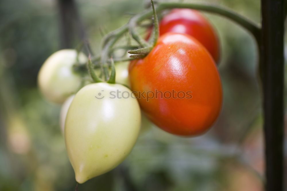 Similar – traffic light Vegetable