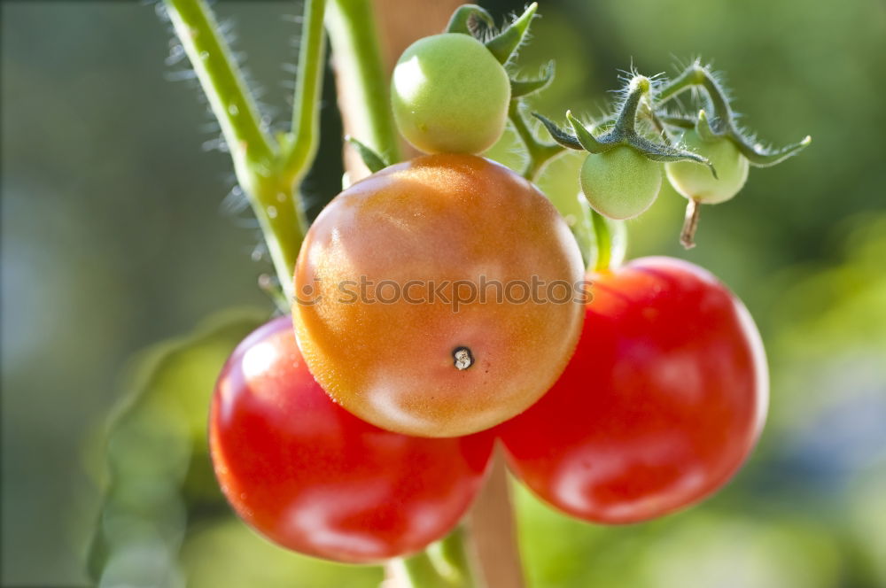 Similar – Image, Stock Photo Dated tomatoes on a shrub