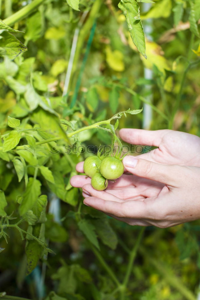 Similar – Image, Stock Photo Picking spinach in a home garden