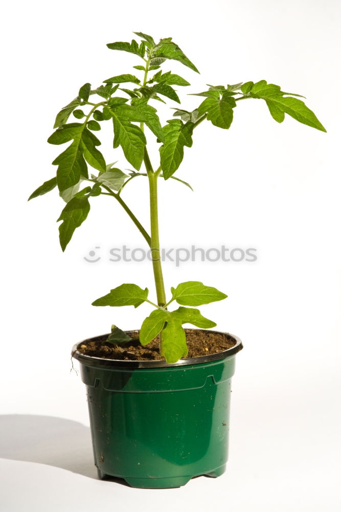 Similar – Foto Bild Tomatenaufzucht…
