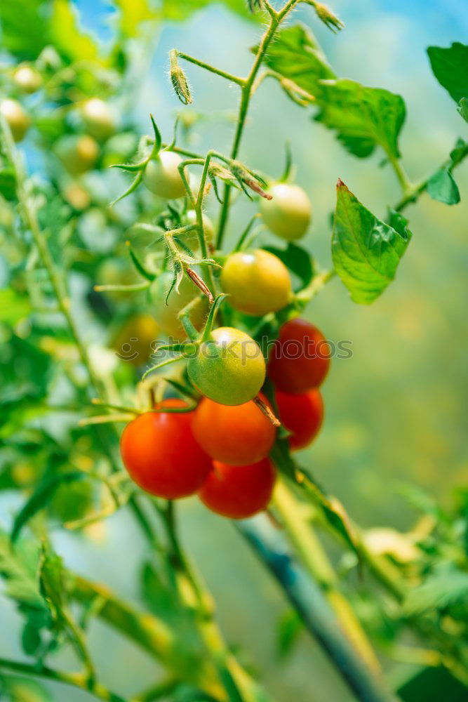 Image, Stock Photo Tomatoes again Fruit