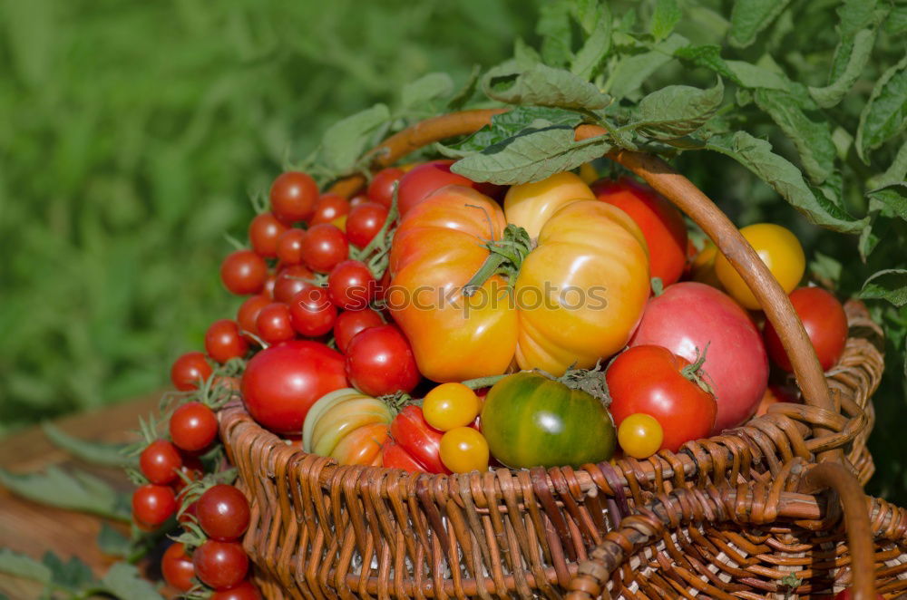 Similar – Image, Stock Photo Dated tomatoes on a shrub